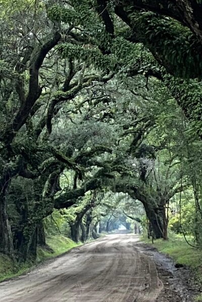 Walking trail lined with mystical trees in Edisto Beach State Park