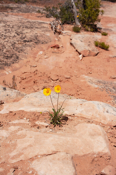 flower in desert