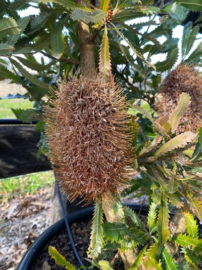 OLD MAN BANKSIA Banksia Serrata