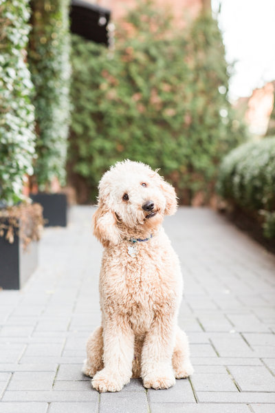 Goldendoodle with the cutest head tilt
