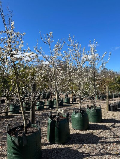 ORNAMENTAL PEARS 'CLEVELAND' Pyrus calleryana Chanticleer