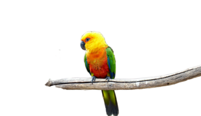 colorful parrot sitting on a branch