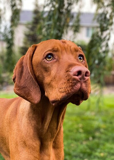 Photograph of Townsend's dog