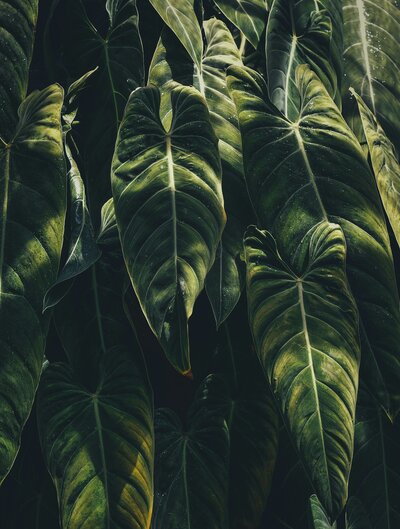 hanging greenery