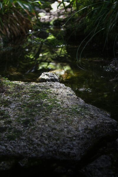 Green greek in the forest