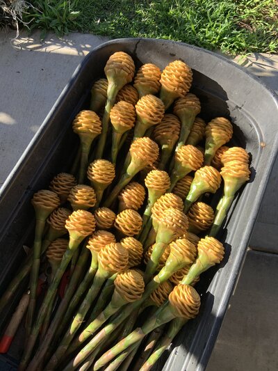 Did you know beehive ginger harvest