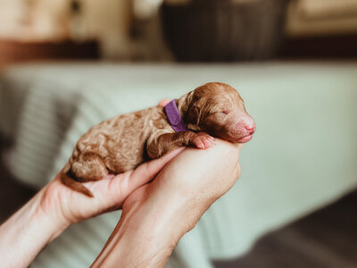 Dark Purple Collar Female Blossom-2