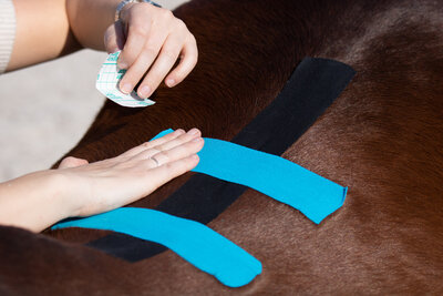 Medical taping paarden