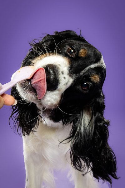 The Beloved Pup Photo Studio - Birmingham, Alabama Dog and Pet Photographer Portfolio 22