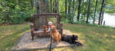 The owner of Cove Mill Design Co., Vicki's, 4 dogs. 