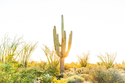 Scottsdale Arizona desert saguaro cactus scenery with sunlight