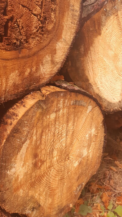 boom jaarringen symboliek