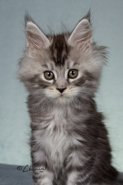 Champion_maine_coon_Steel_3