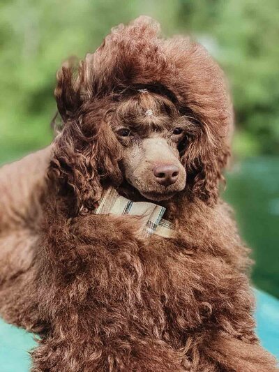 SPARKY Heavenly Puppies to Love Toy Poodle Sire-5