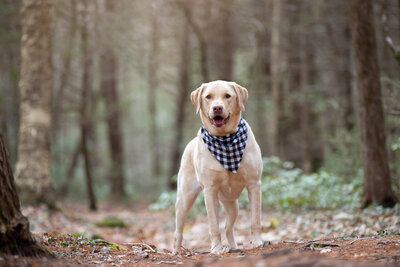 Lab in the wood wearing black and white checkered bandana posing for dog photographer