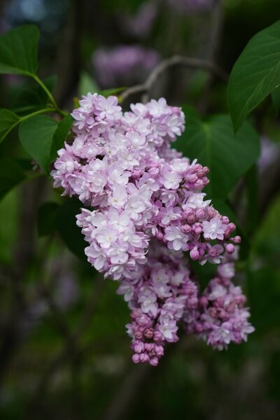Atheline Wilbur syringa vulgaris pink magenta heirloom lilac at North Country Lilacs nursery in Canton, New York