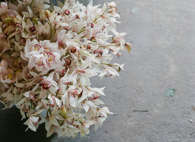 2016_LFS_Sonoma_0027