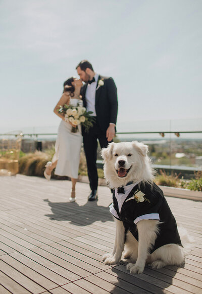 Couple kiss in background while their dog dressed in wedding suit smiles in the foreground