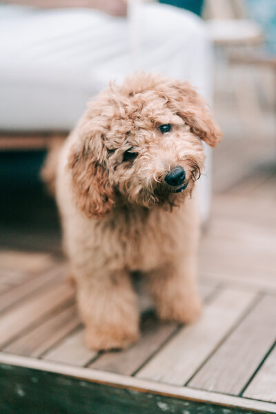 Bride and Groom cracking jokes at their Bradford Estate wedding in Hainesport New Jersey