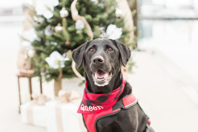 Black Labrador wearing a Christmas scarf