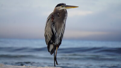 picture of a bird on the beach 