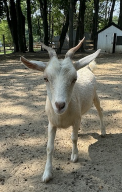 Lala