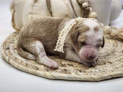 d9b52db4-3d46-4174-84e6-eda3aa3a155b