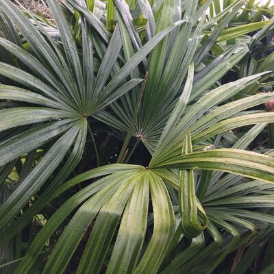 Close-up of vibrant monstera leaves, symbolizing growth, vitality, and wellness at Love Light Wellness Kauai
