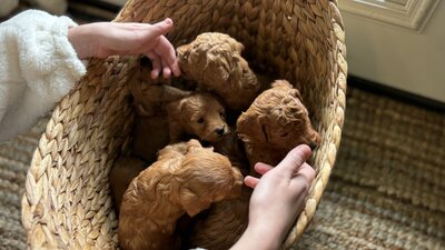Basket of F1b Mini and Petite Goldendoodle puppies. 4 weeks old  