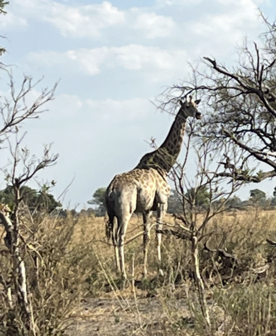 botswana country 7