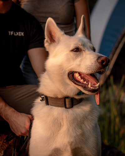 This is my dog and I am a wedding photographer in Ottawa