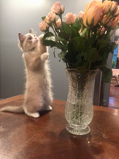 rag doll kitten standing up on table with paws up touching a bouquet of flowers in a vase
