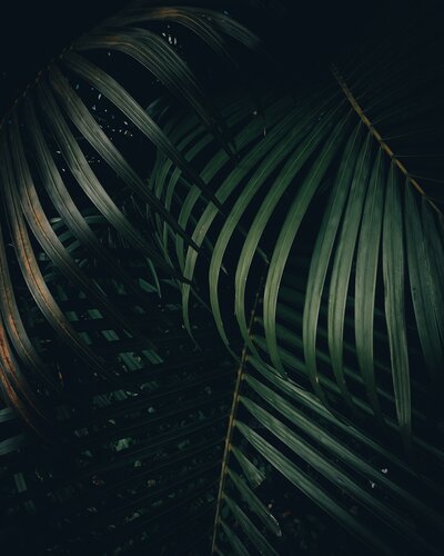 Green Overlapping Palm Fronds. Learn more about private and corporate group sessions pertaining to mediumship, family reiki healing circles, somatic stress relief, breathwork and more with Brandi of The Intuitive Momma.