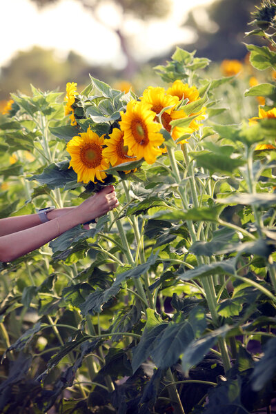 u-pick sunflowers arizonal