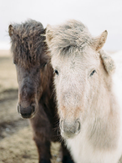 brown and white icelandic horses