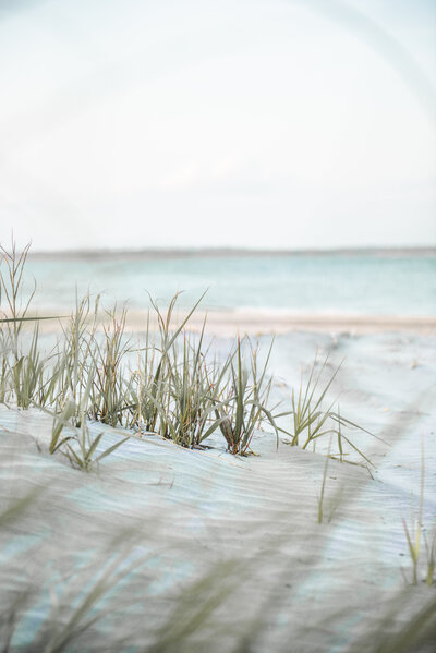 a closeup of dune grasses with a north carolina ocean-scape in the background