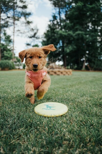 Golden retriever puppy running after white frisbee