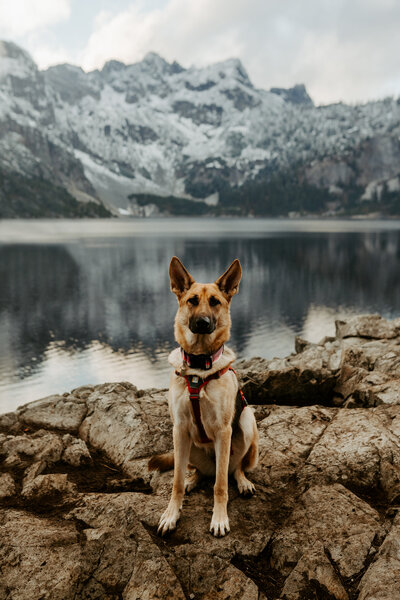 Photo of Juneau the dog sitting on a trail surrounded by greenery