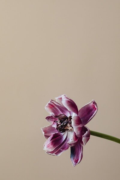 A smartphone screen displays purple flower