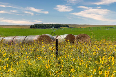 Hayfield at Nebraska farms