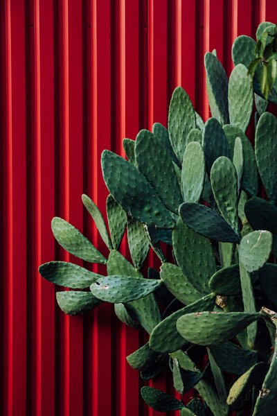 Prickly pear cactus against a bright red metal wall, used as a background image for bold and vibrant western branding