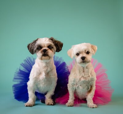 Two Dogs sitting in a chair together