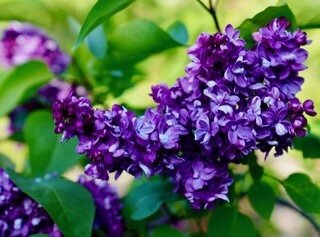 Adelaide Dunbar syringa vulgaris purple heirloom lilac at North Country Lilacs nursery in Canton, New York