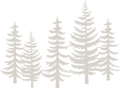Illustration of 5 white pine trees.