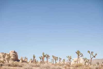 150708_150708 joshua tree_0320