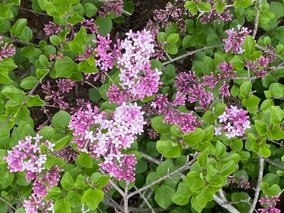 Dwarf Korean Paliban syringa meyeri pink magenta heirloom lilac at North Country Lilacs nursery in Canton, New York