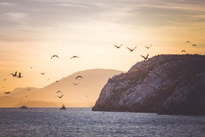 A nature photo of birds flying at sunset over the ocean.