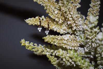 Image of artistic floral and jewelry imagery from Brand photographer nyc at ADP Studio