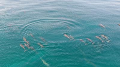Maldives dolphin pod
