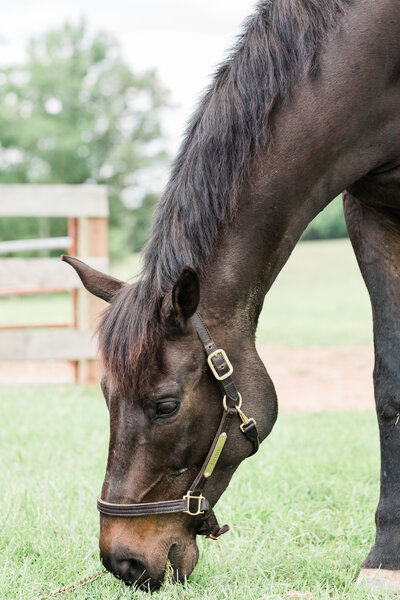 SOC-horse-engagement-session-2
